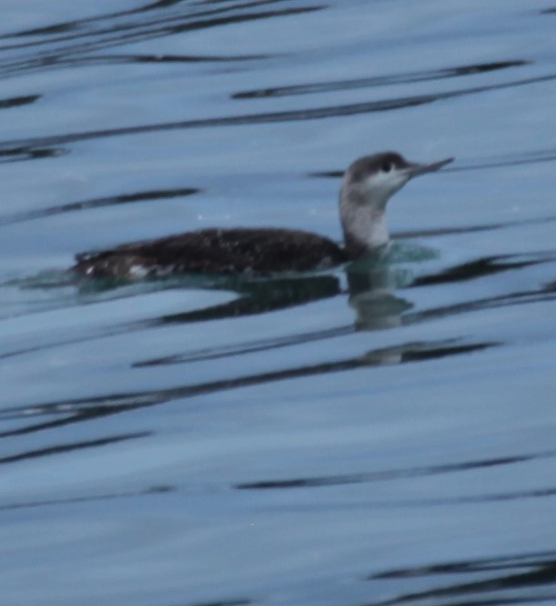 Red-throated Loon - ML612901140