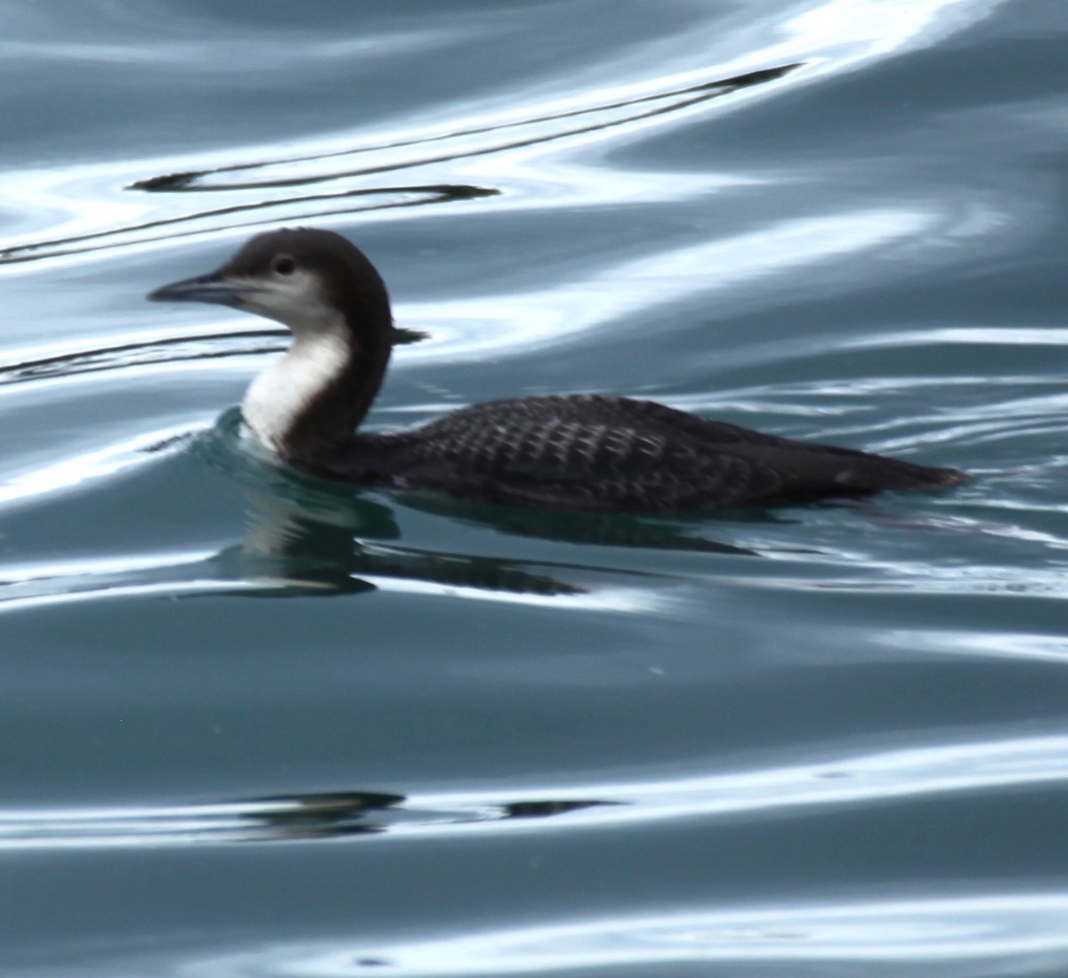 Red-throated Loon - ML612901146
