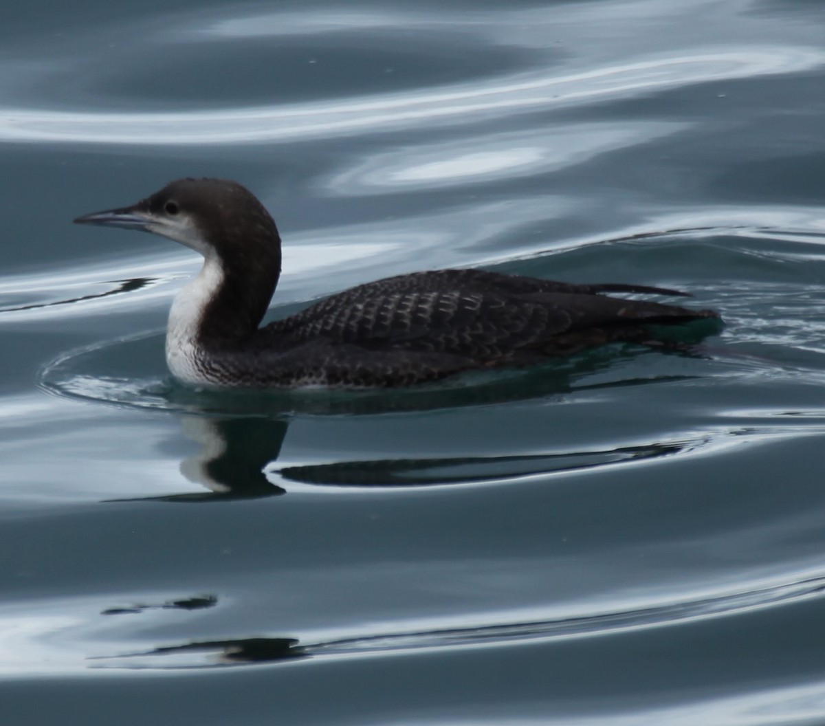 Red-throated Loon - ML612901148