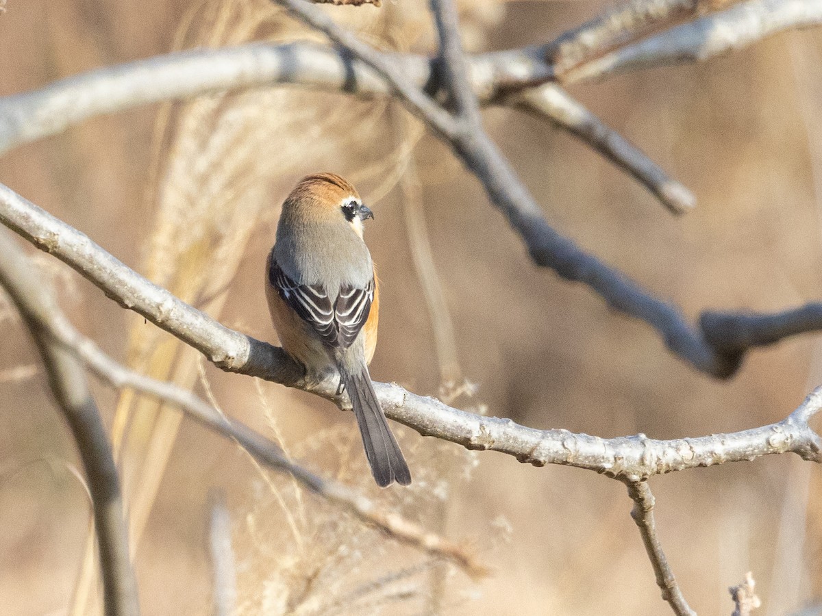 Bull-headed Shrike - Angus Wilson