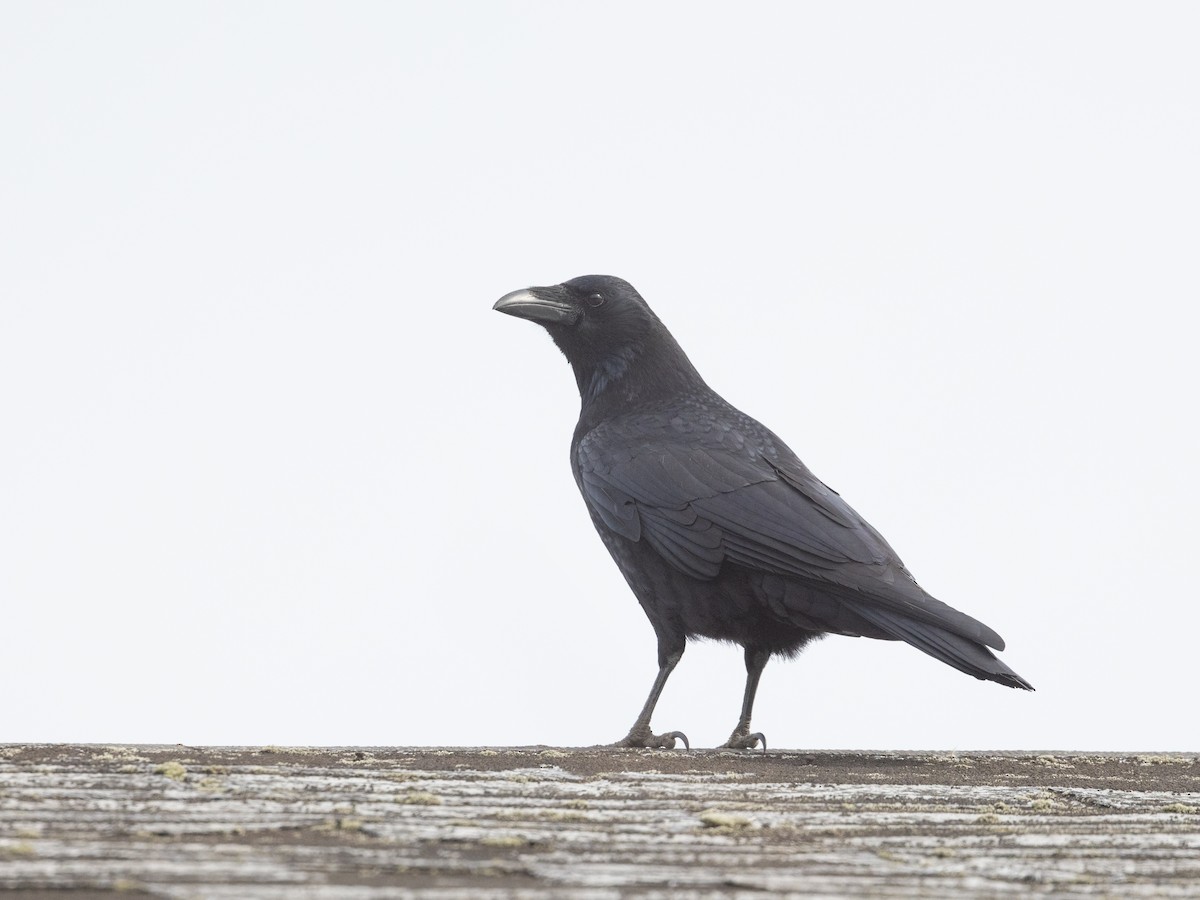 Large-billed Crow - Angus Wilson