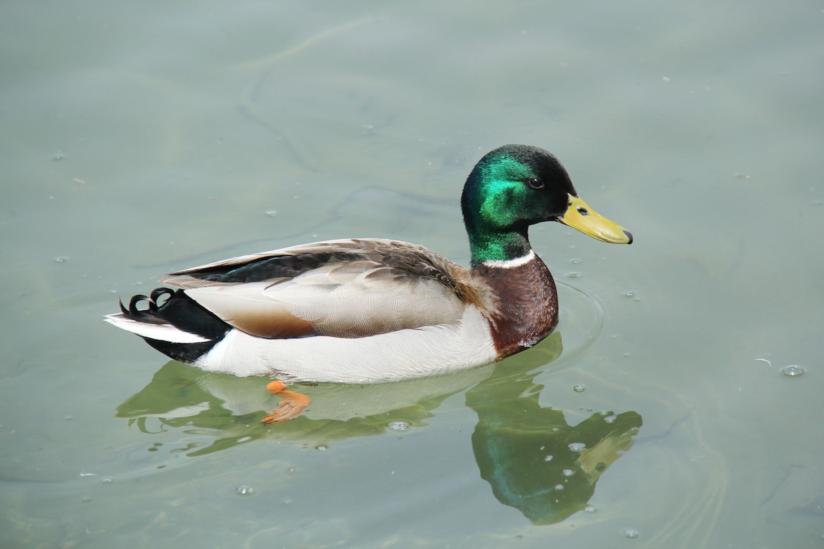 Canard colvert - ML612901278