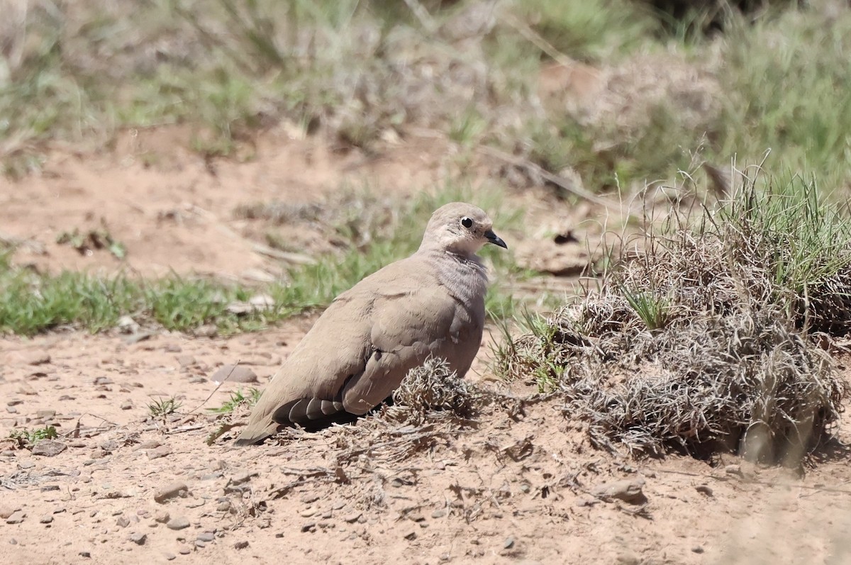 Golden-spotted Ground Dove - ML612901307