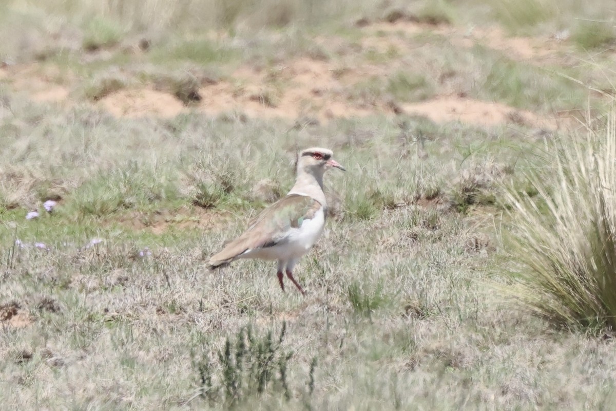 Andean Lapwing - ML612901309