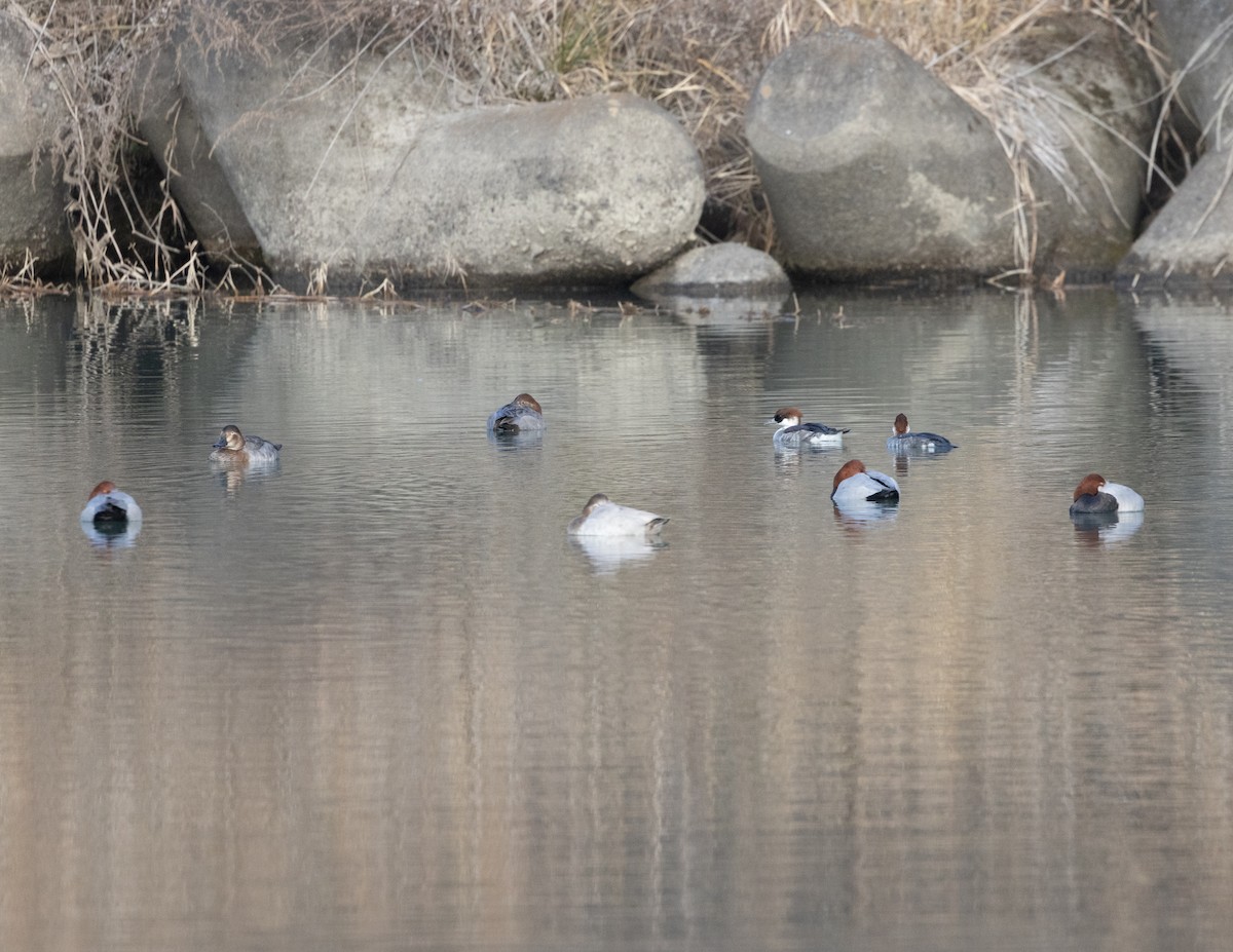 Common Pochard - Angus Wilson