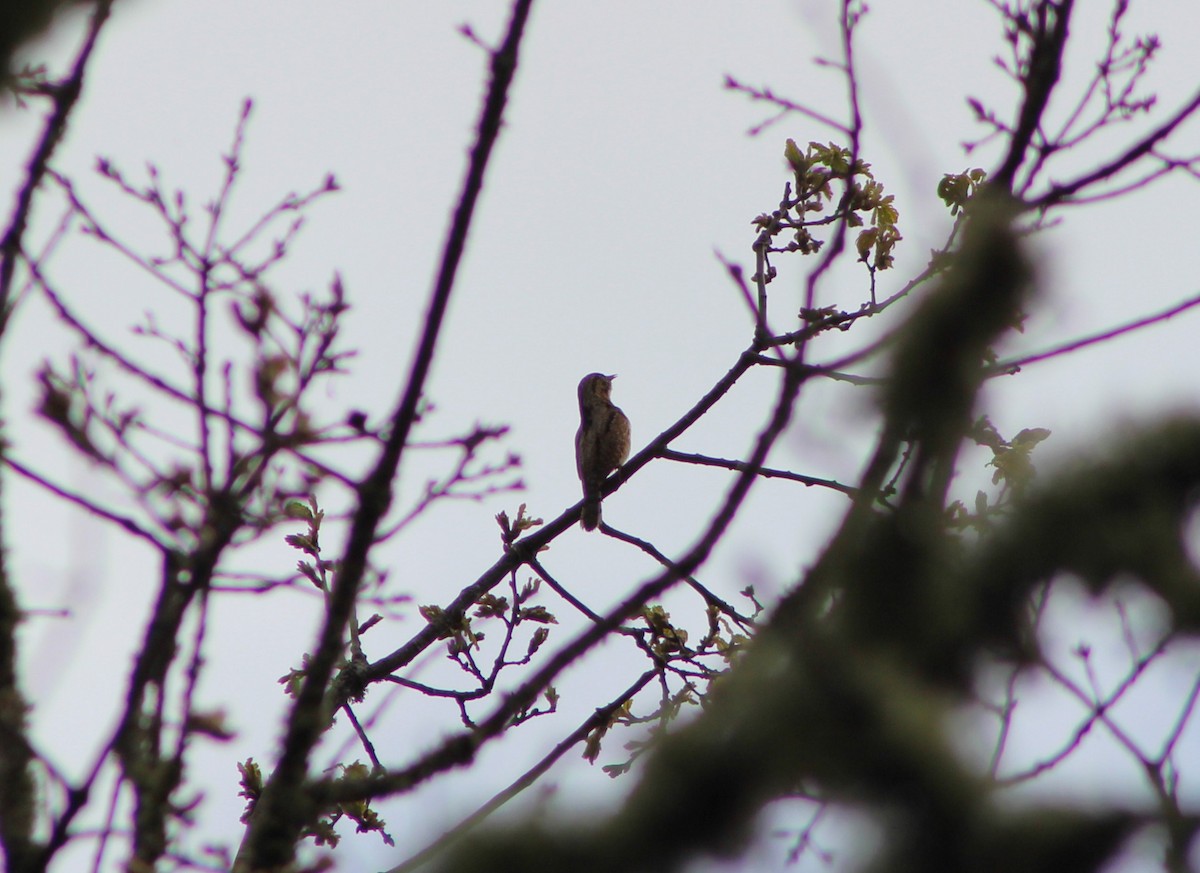 Eurasian Wryneck - ML612901382