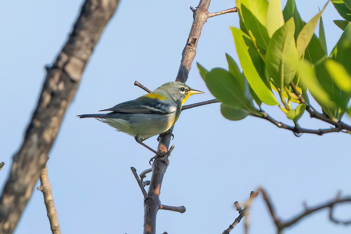 Parula Norteña - ML612901392