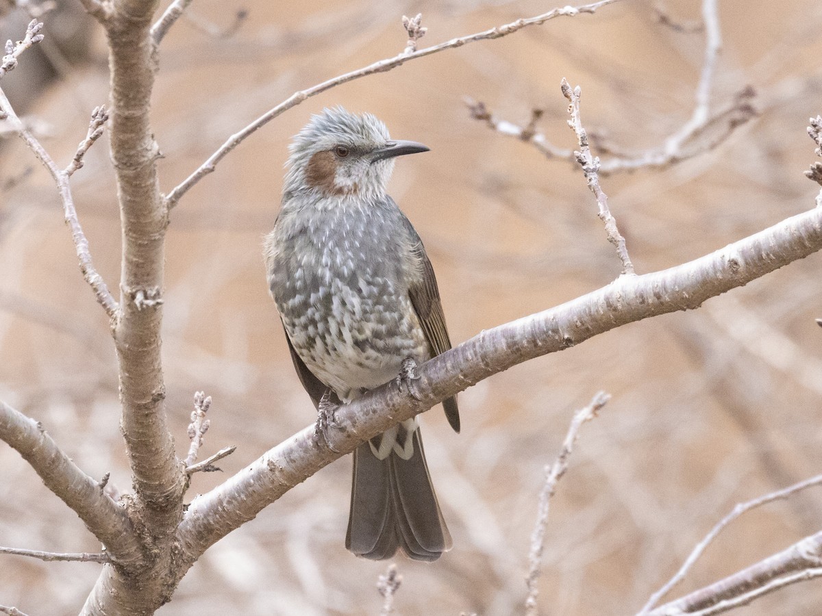 White-cheeked Starling - ML612901428