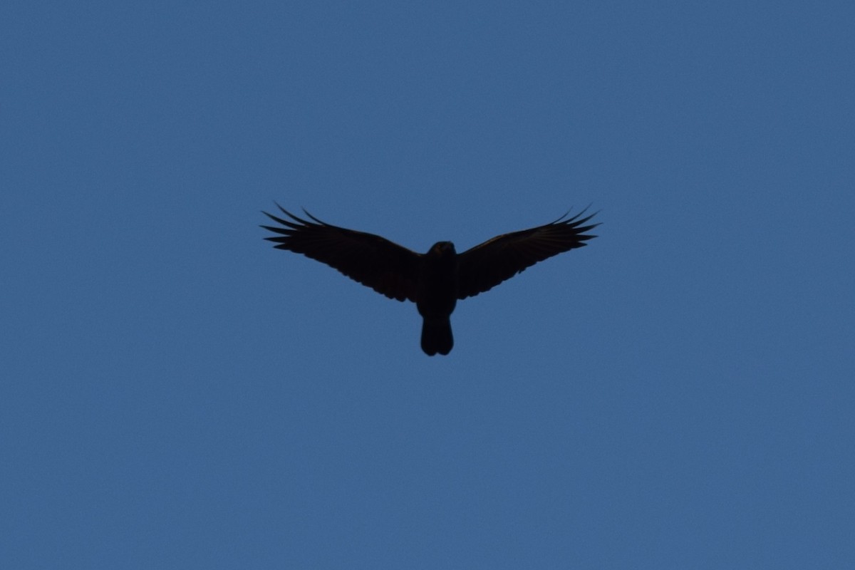 American Crow - ML612901447