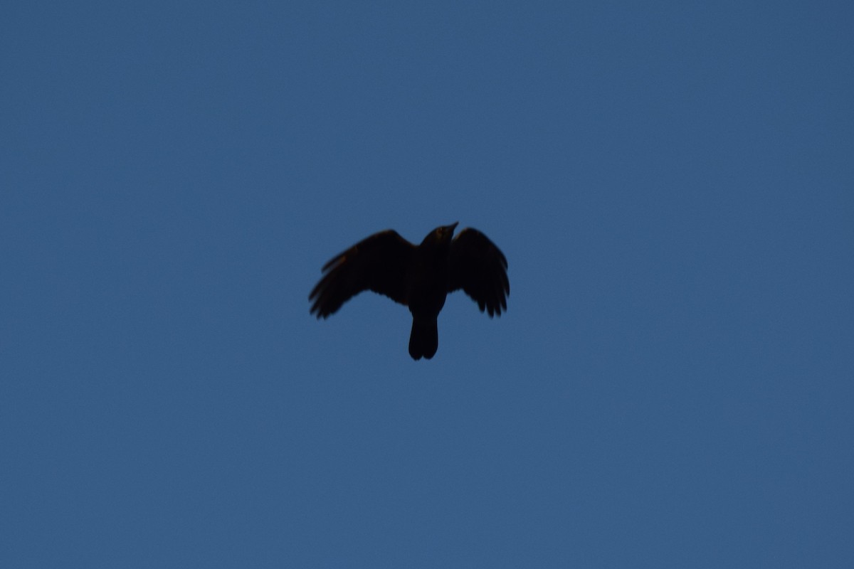 American Crow - ML612901471