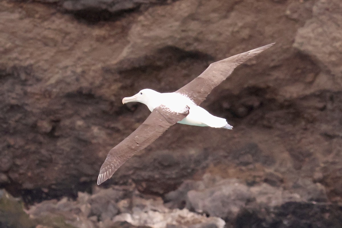 Albatros de Sanford - ML612901494