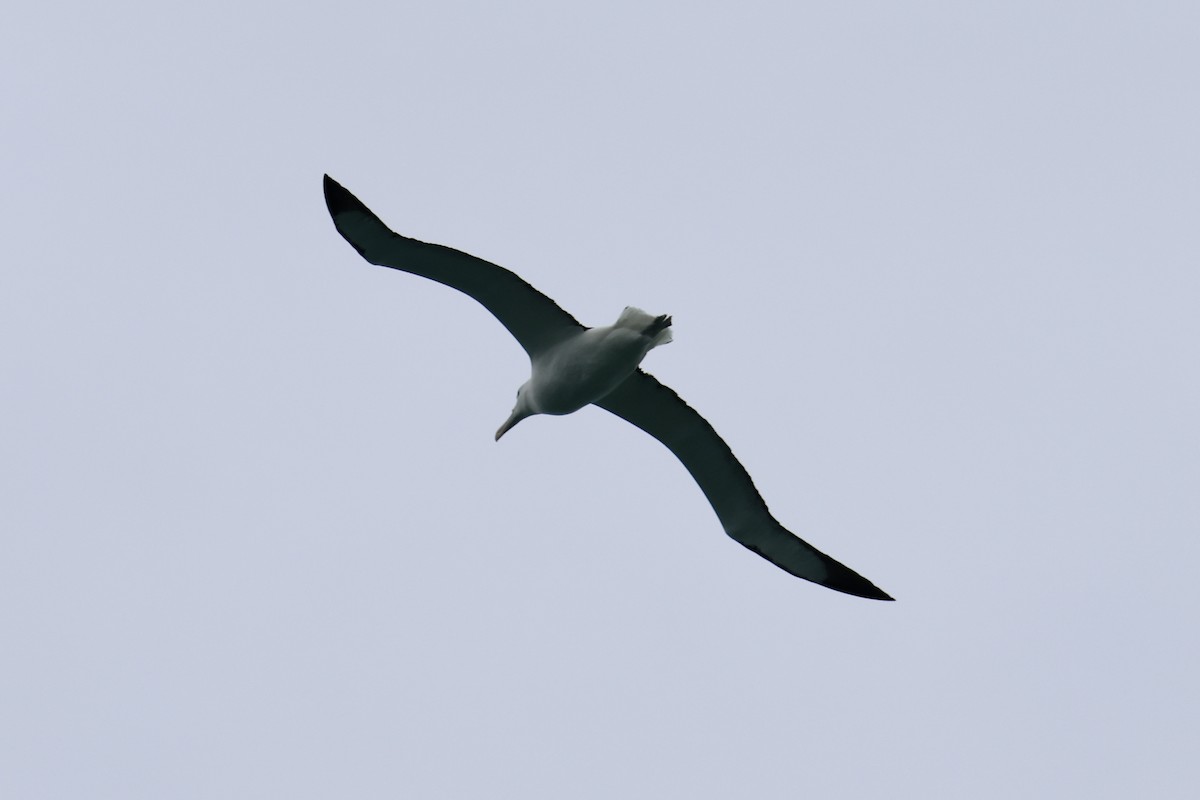 Northern Royal Albatross - ML612901495