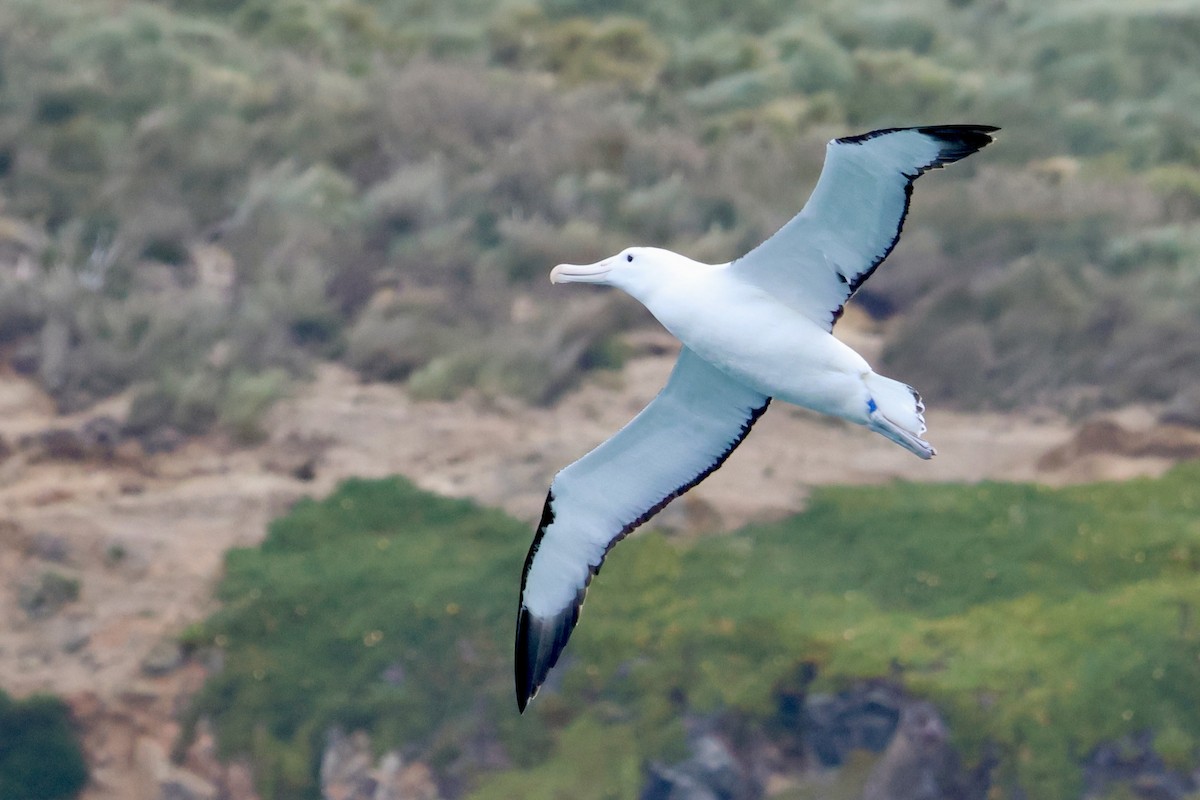 Northern Royal Albatross - ML612901496