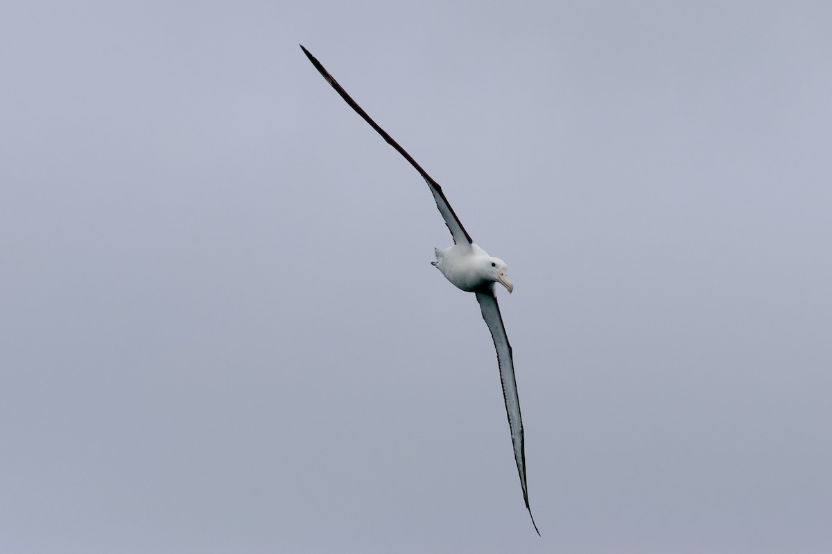 Northern Royal Albatross - Bhubordee Ngamphueak