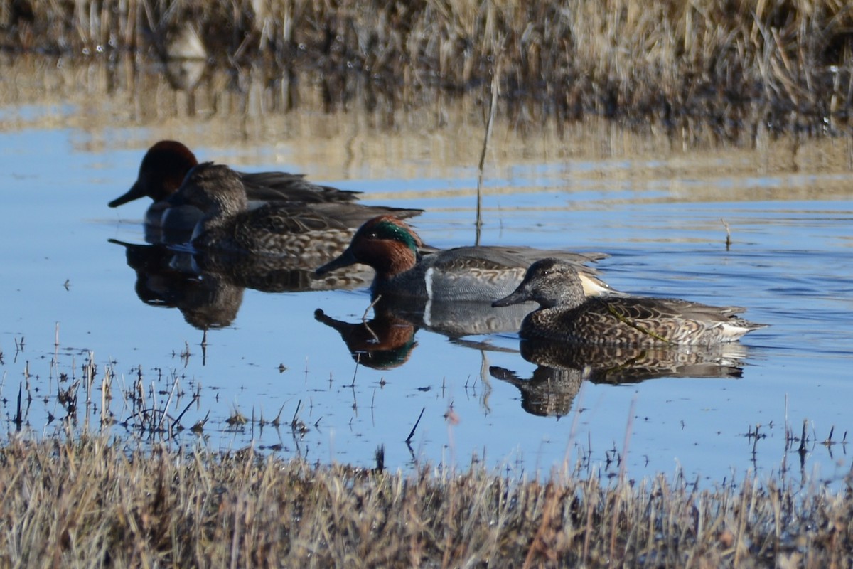 Green-winged Teal (American) - ML612901500