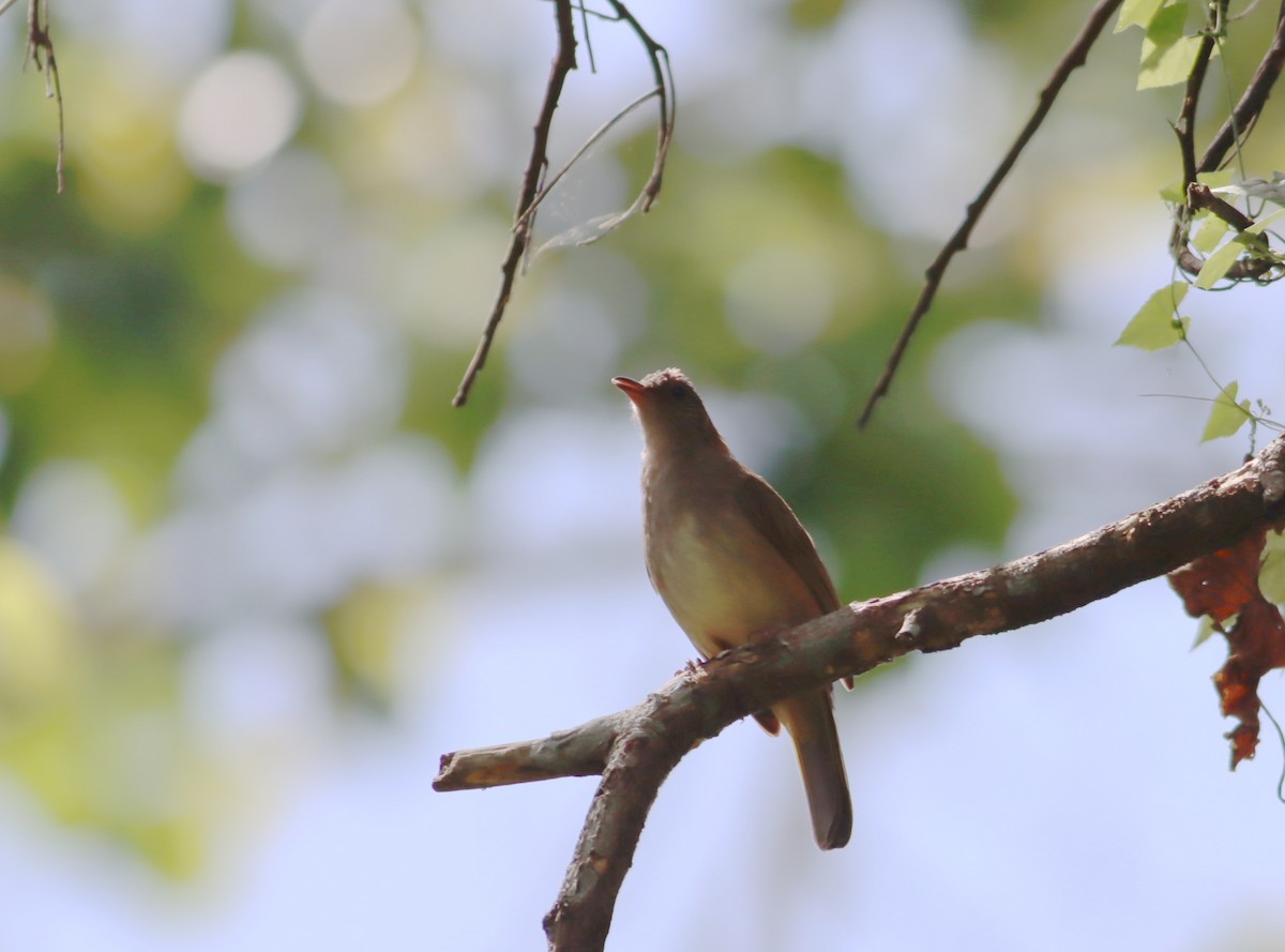 Ashy-fronted Bulbul - ML612901553