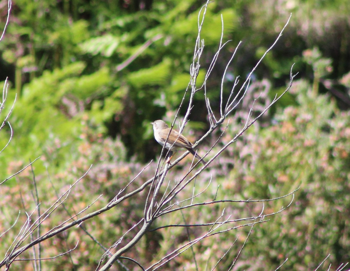 Greater Whitethroat - ML612901675