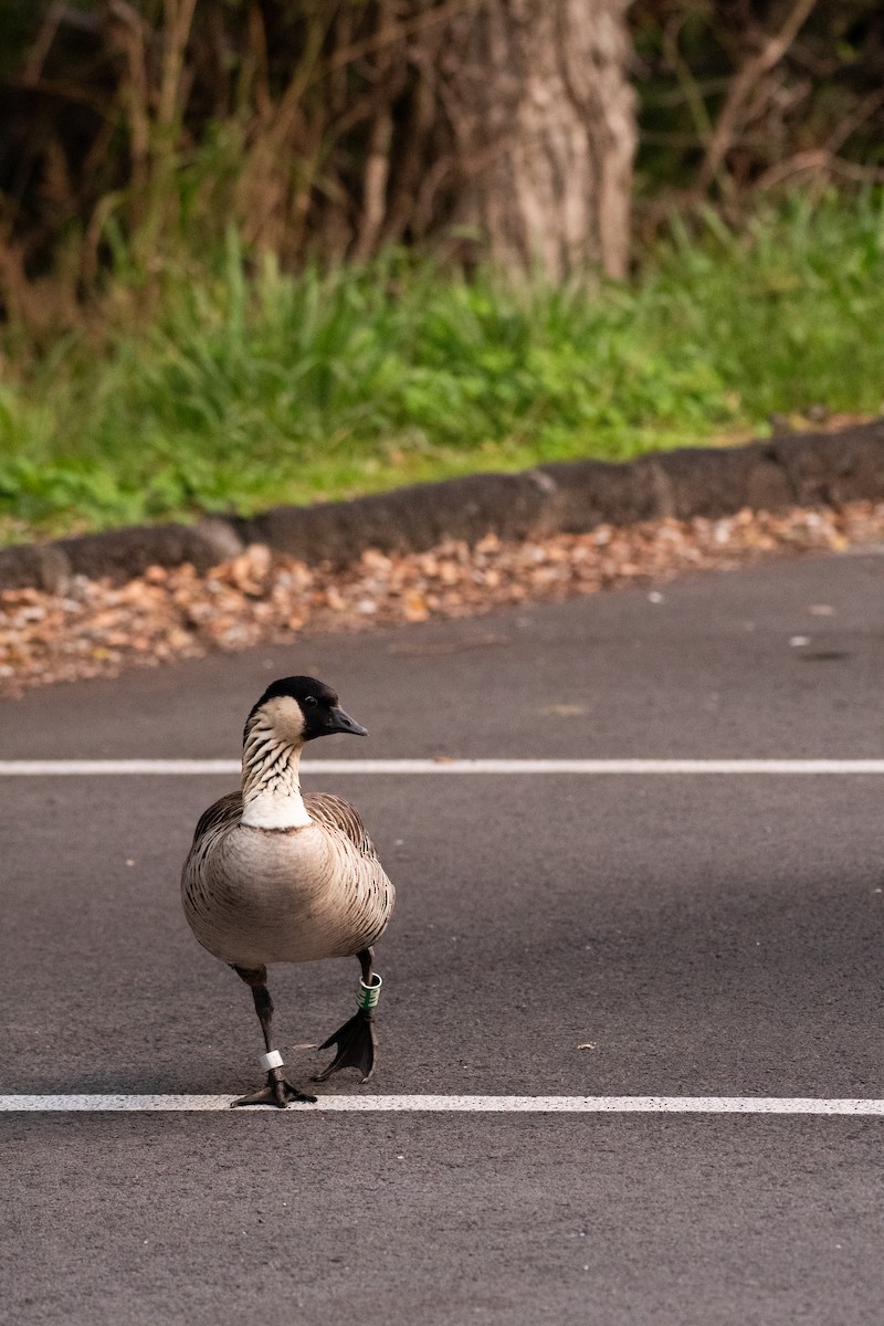 Hawaiian Goose - ML612901682