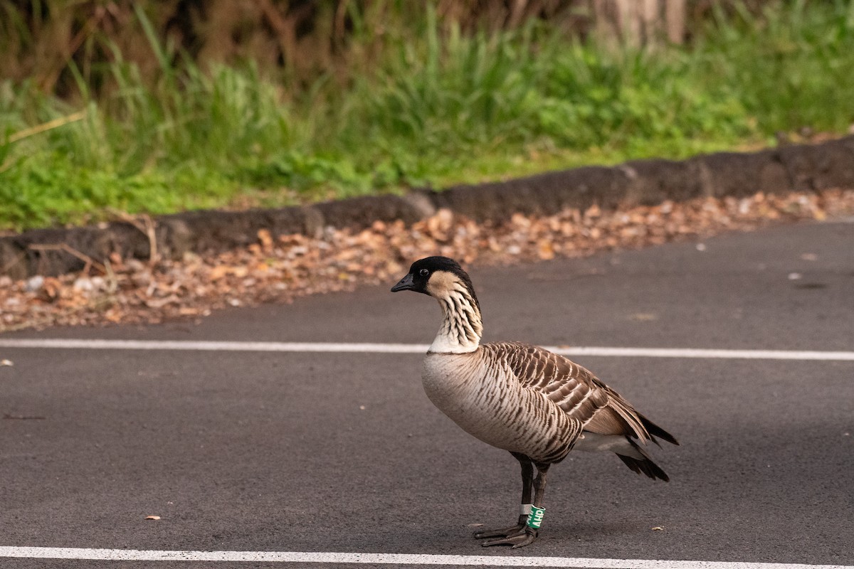 Hawaiian Goose - ML612901683