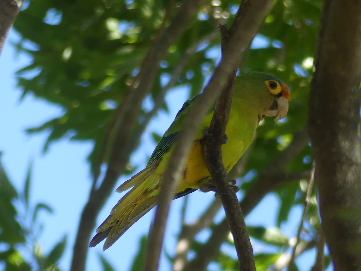 Orange-fronted Parakeet - ML612901685