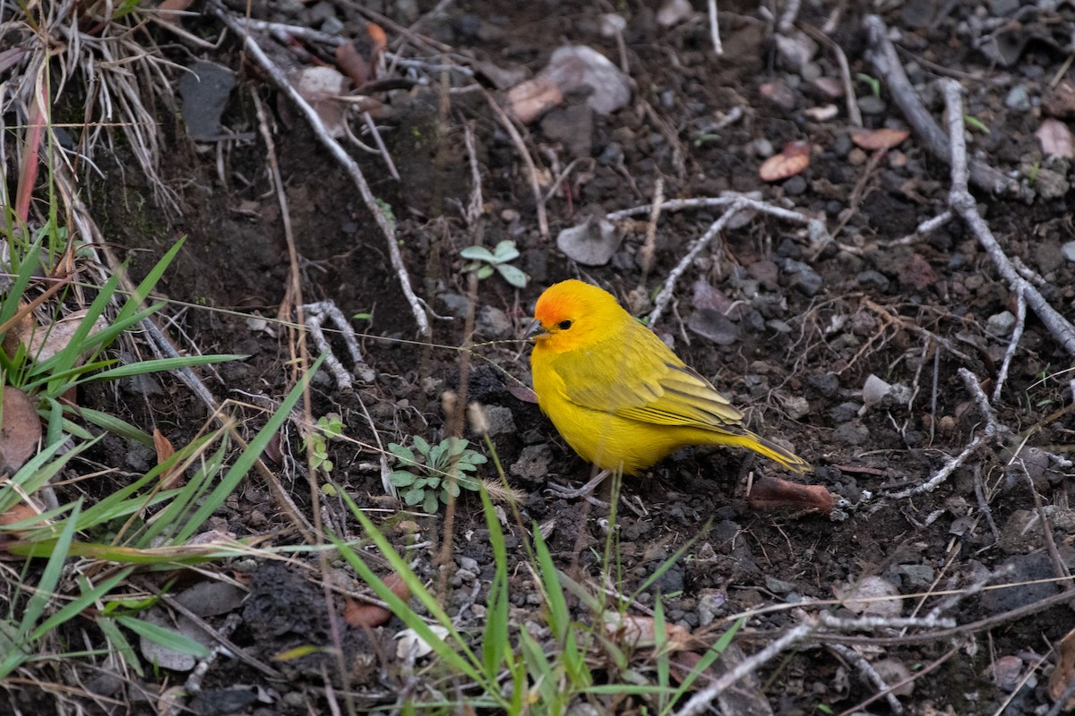 Saffron Finch - ML612901687