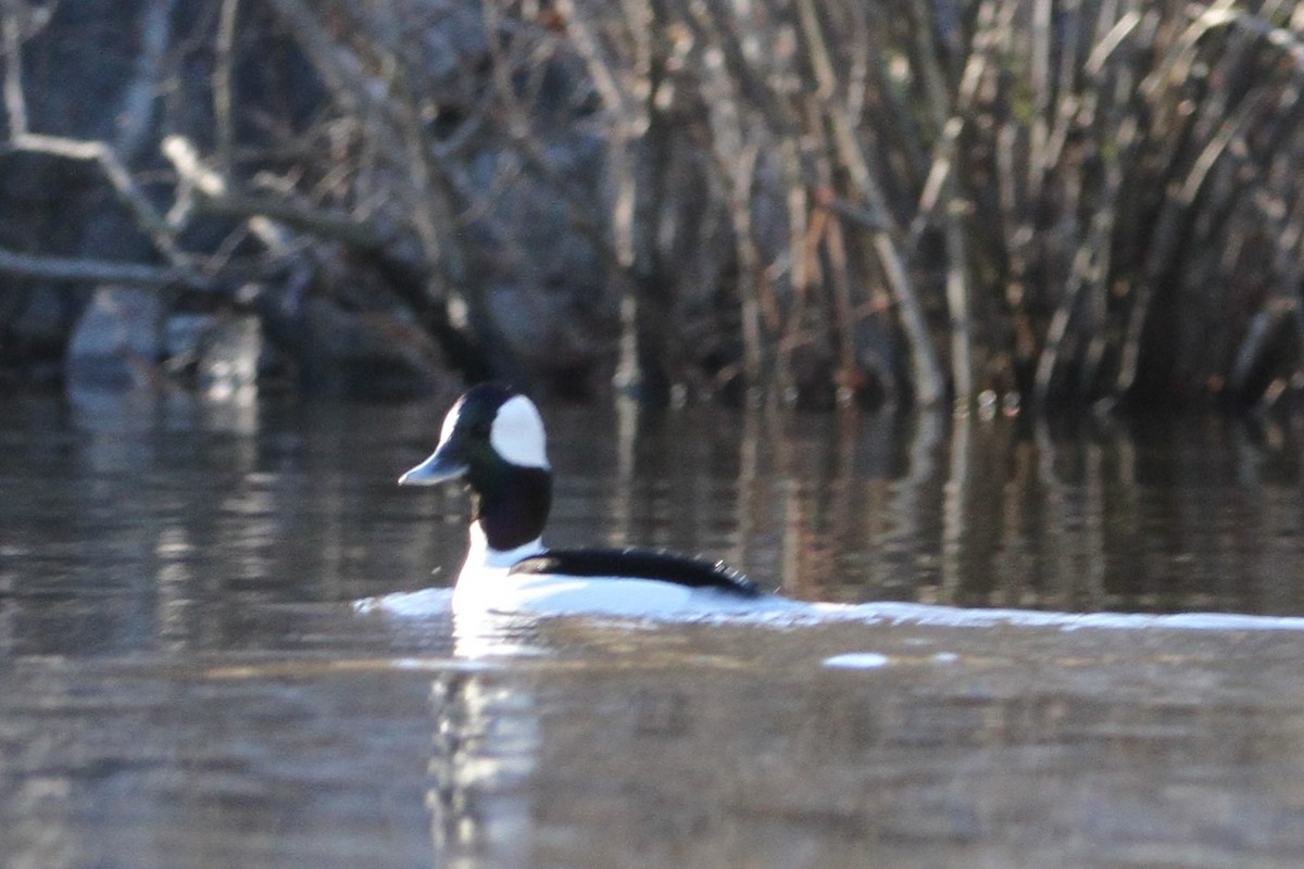 Bufflehead - ML612901724