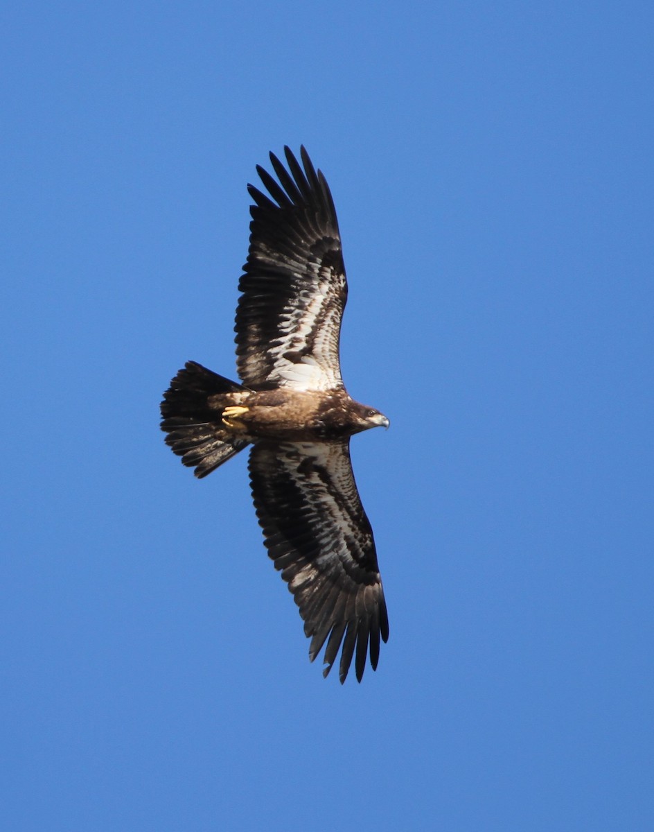 Weißkopf-Seeadler - ML612901760