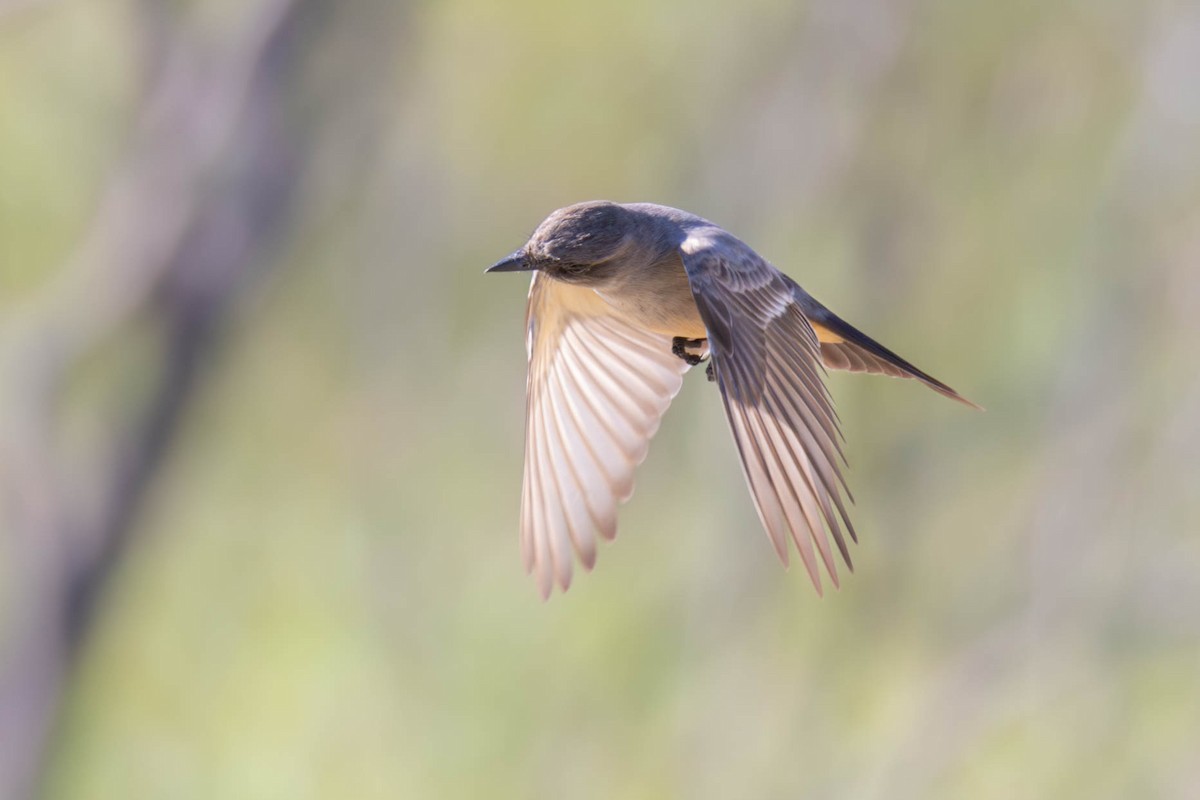 Say's Phoebe - ML612901784