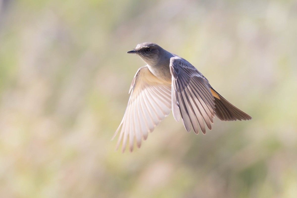 Say's Phoebe - ML612901785