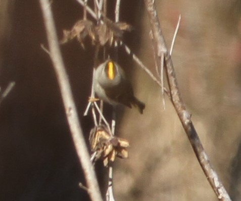 Roitelet à couronne dorée - ML612901790