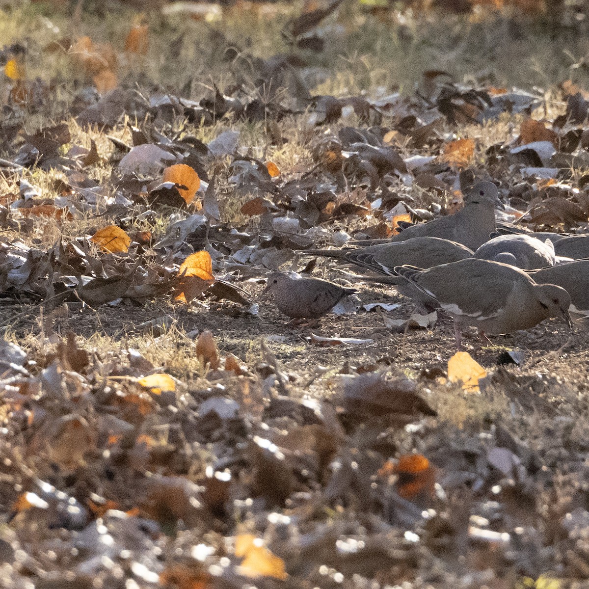 Ruddy Ground Dove - ML612901830