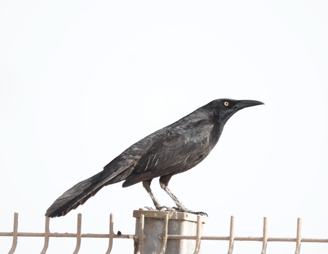 Great-tailed Grackle - Sergio Jaque Bopp