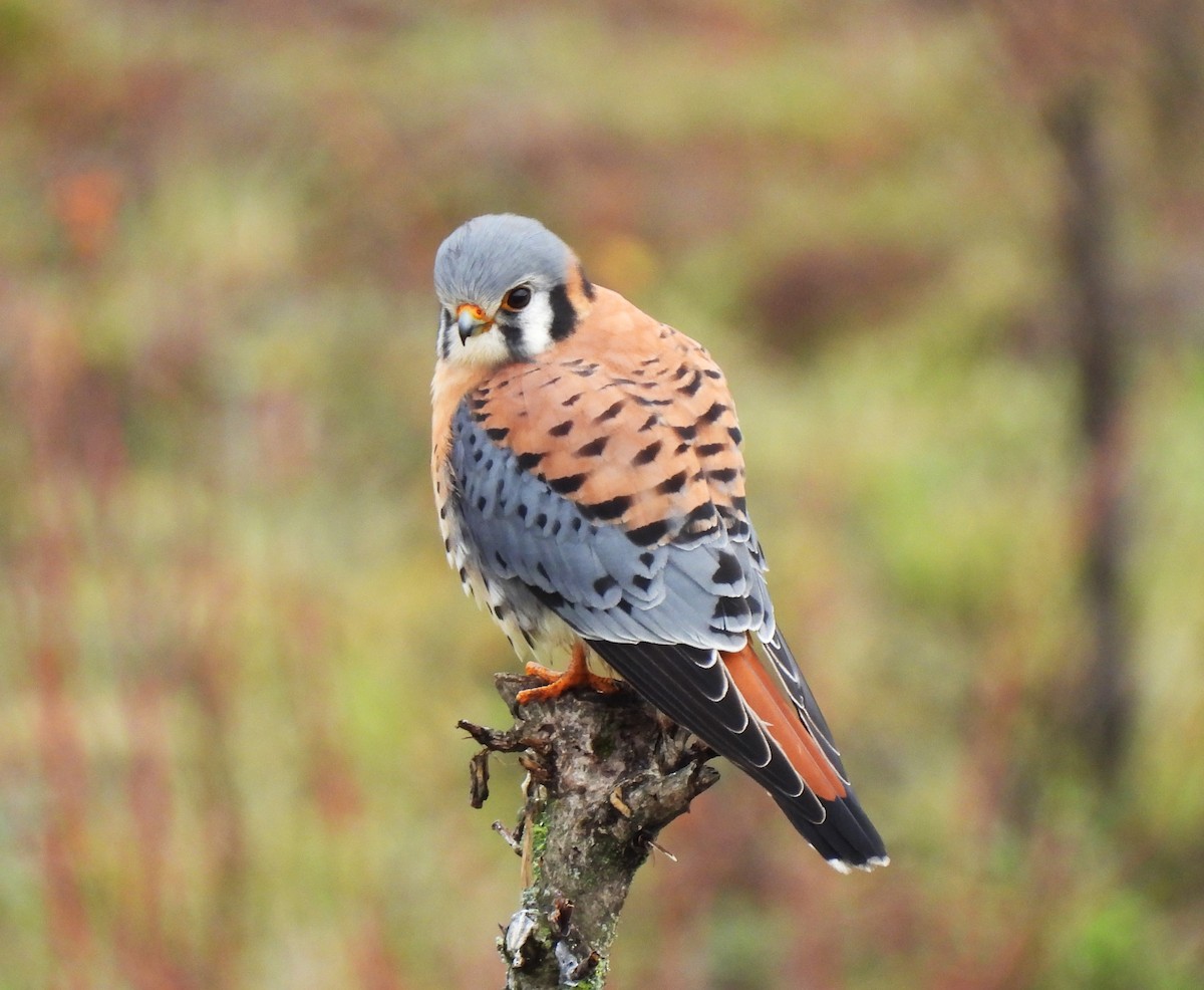 American Kestrel - ML612901942