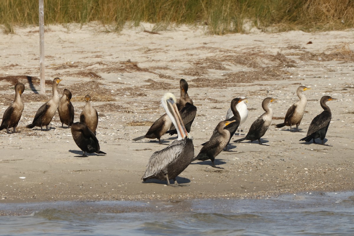 Double-crested Cormorant - ML612901964