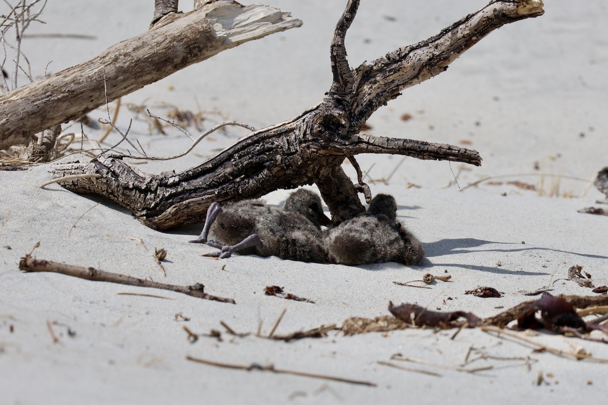 Variable Oystercatcher - Bhubordee Ngamphueak