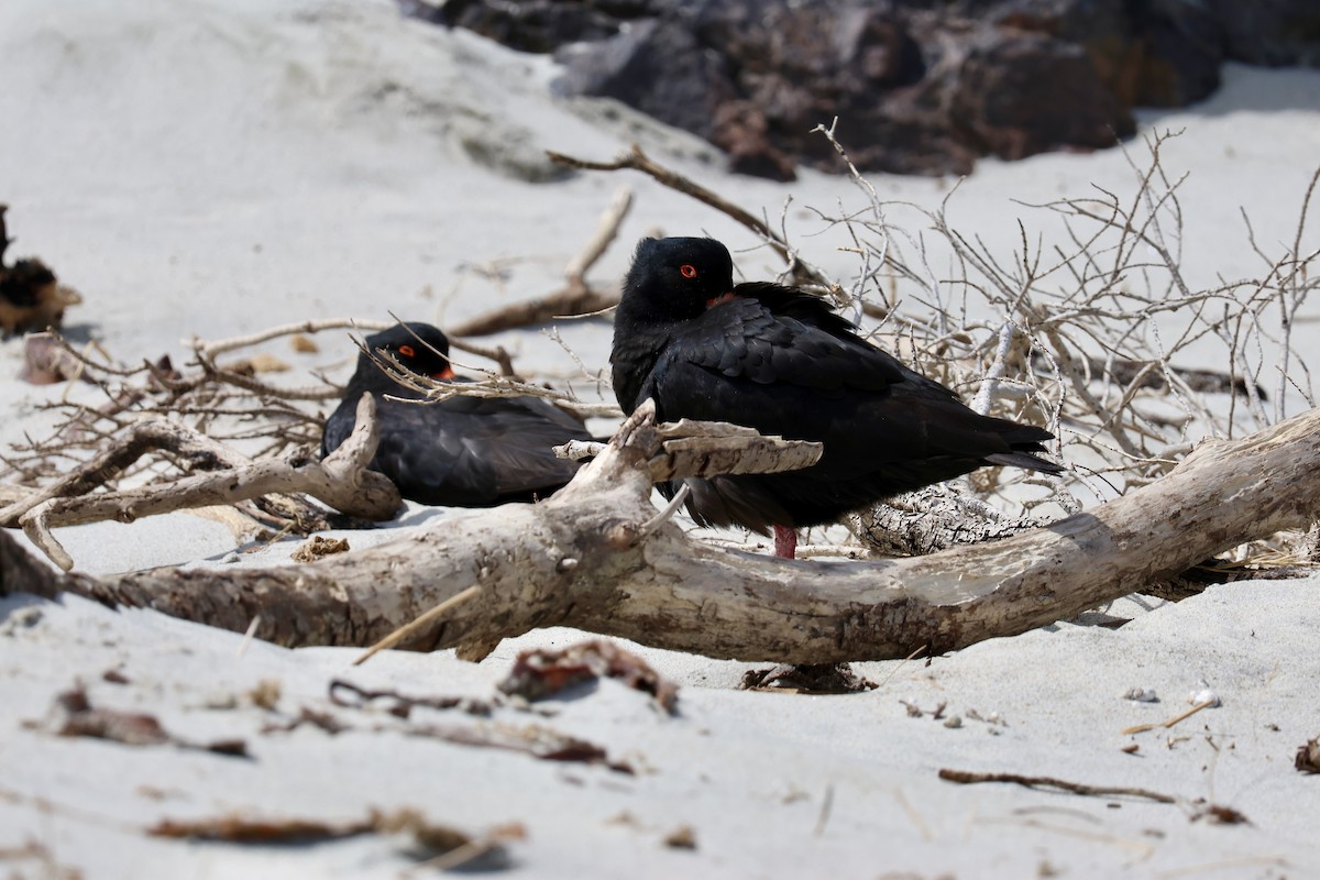 Variable Oystercatcher - Bhubordee Ngamphueak