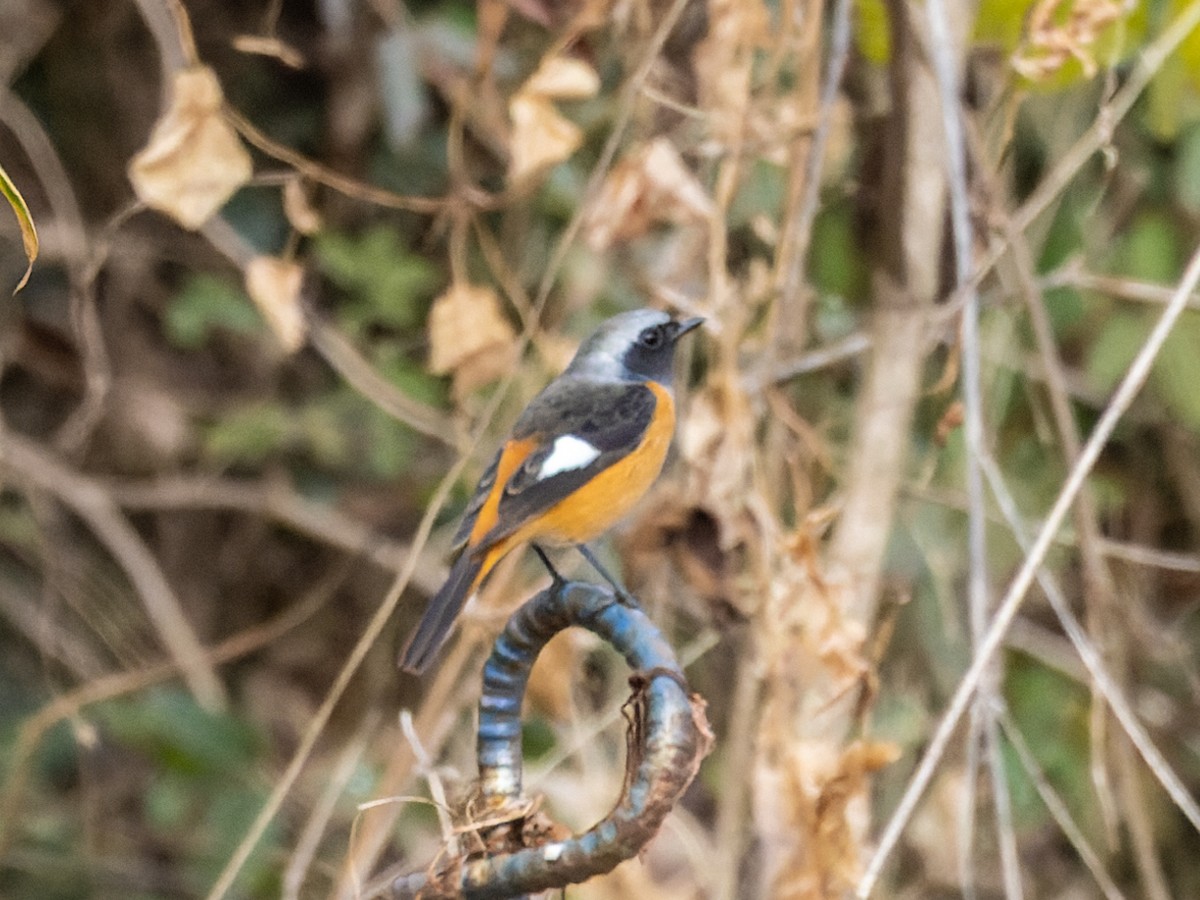 Daurian Redstart - Angus Wilson