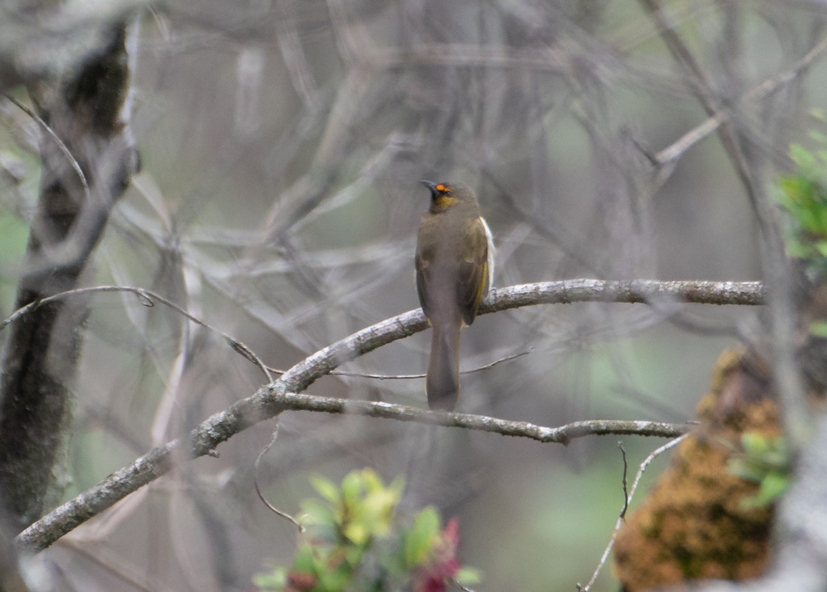 Orange-spotted Bulbul - ML612902072