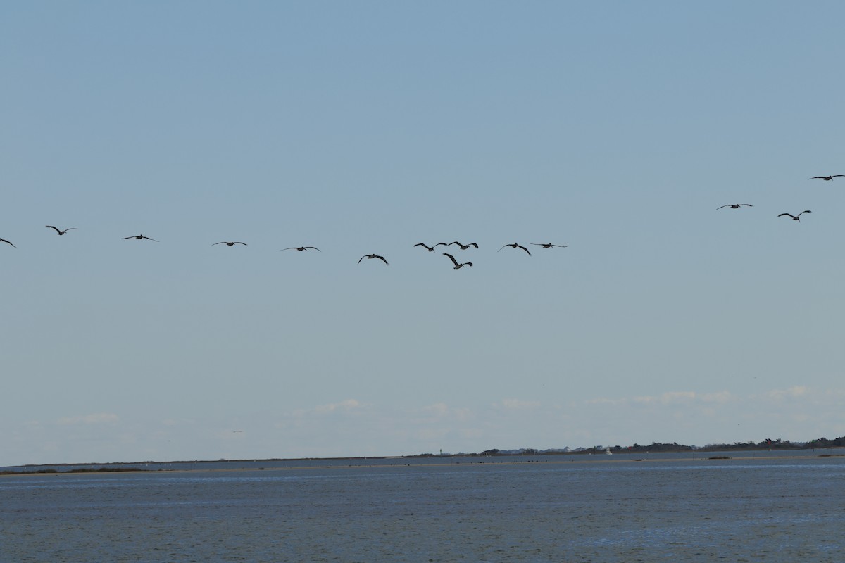 Brown Pelican - ML612902111
