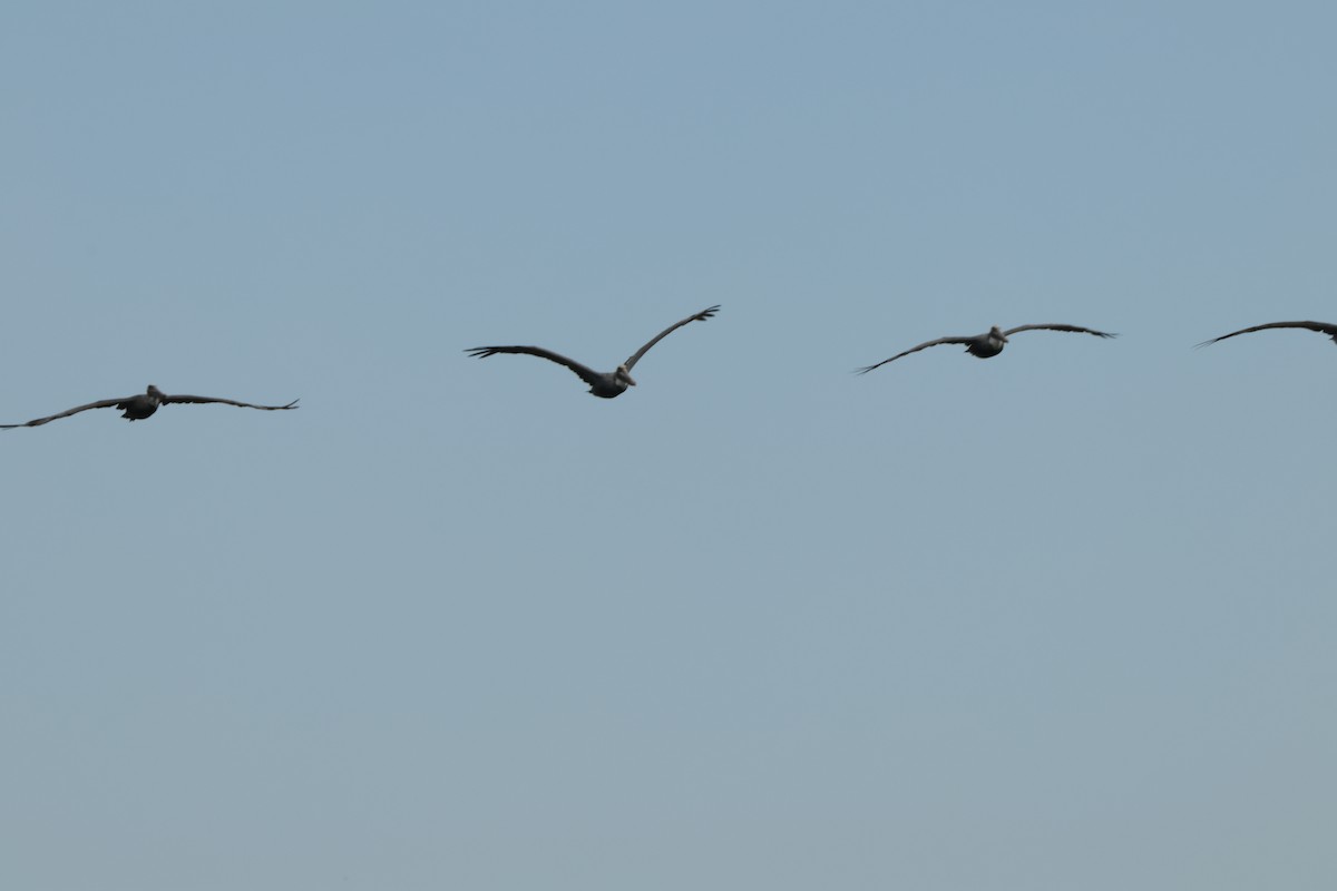 Brown Pelican - ML612902118