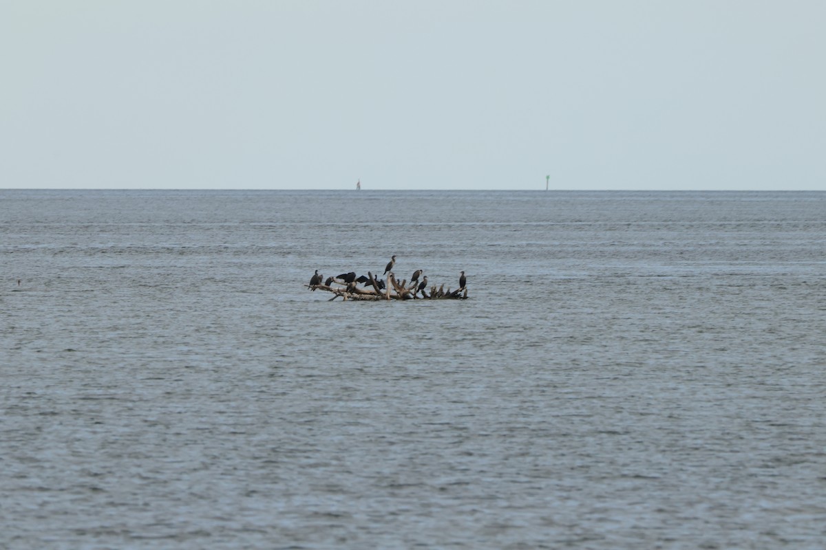 Double-crested Cormorant - ML612902124