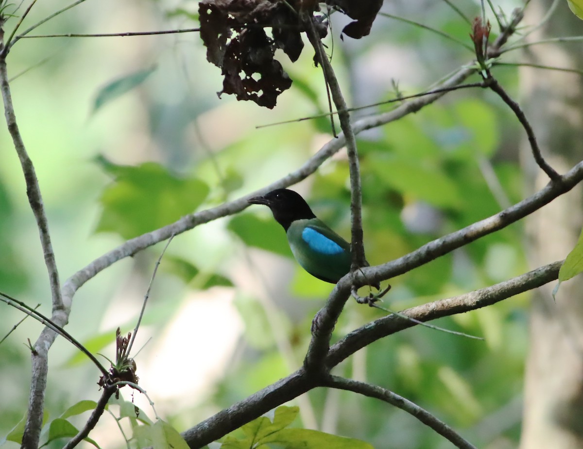 綠胸八色鳥(sordida/palawanensis) - ML612902177