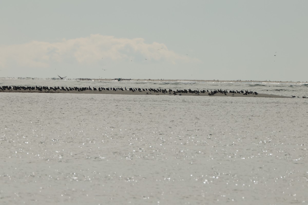 Double-crested Cormorant - ML612902179