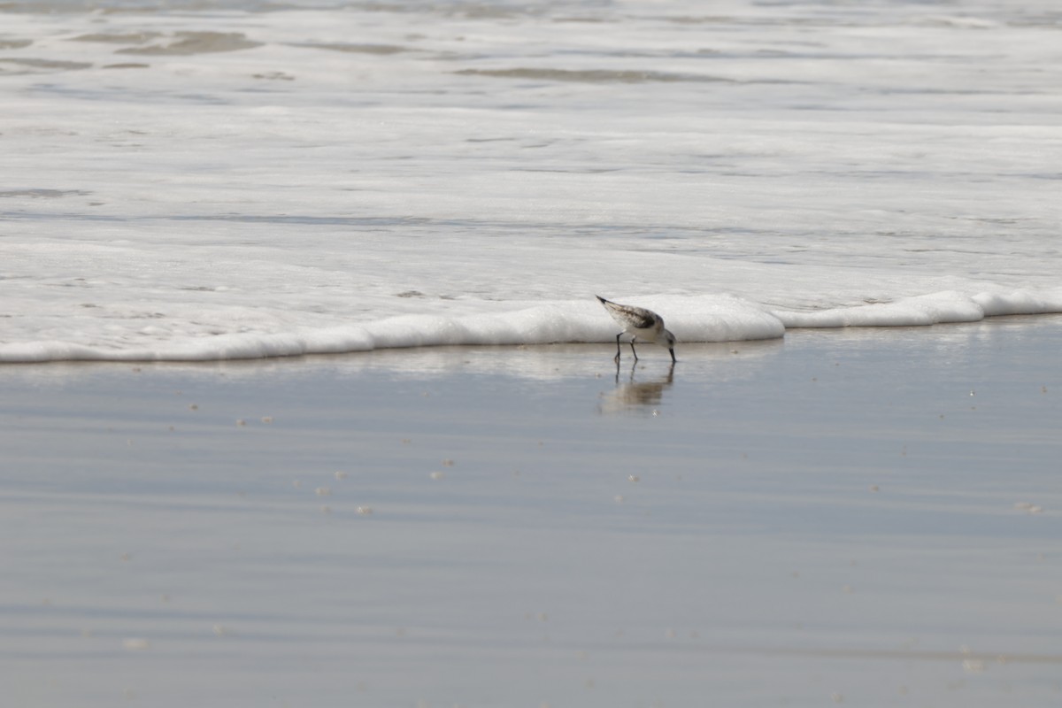 Piovanello tridattilo - ML612902207