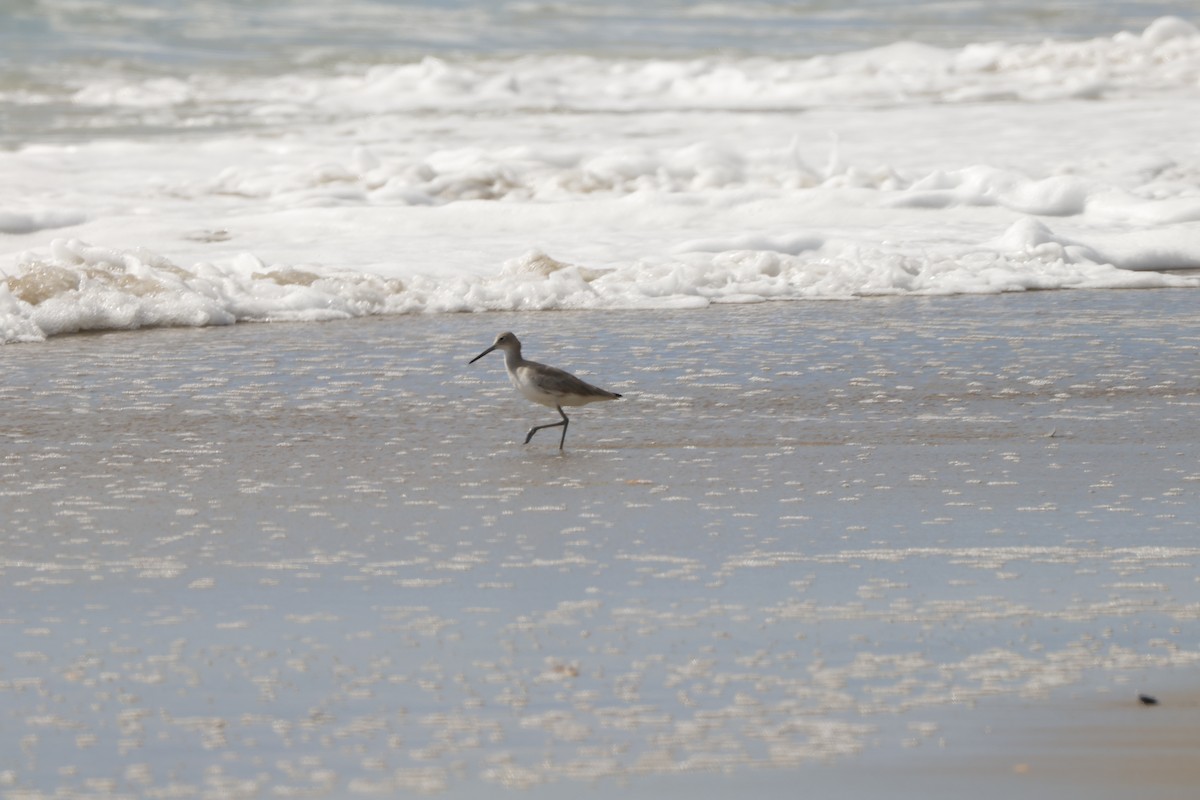 Piro piro semipalmato - ML612902218