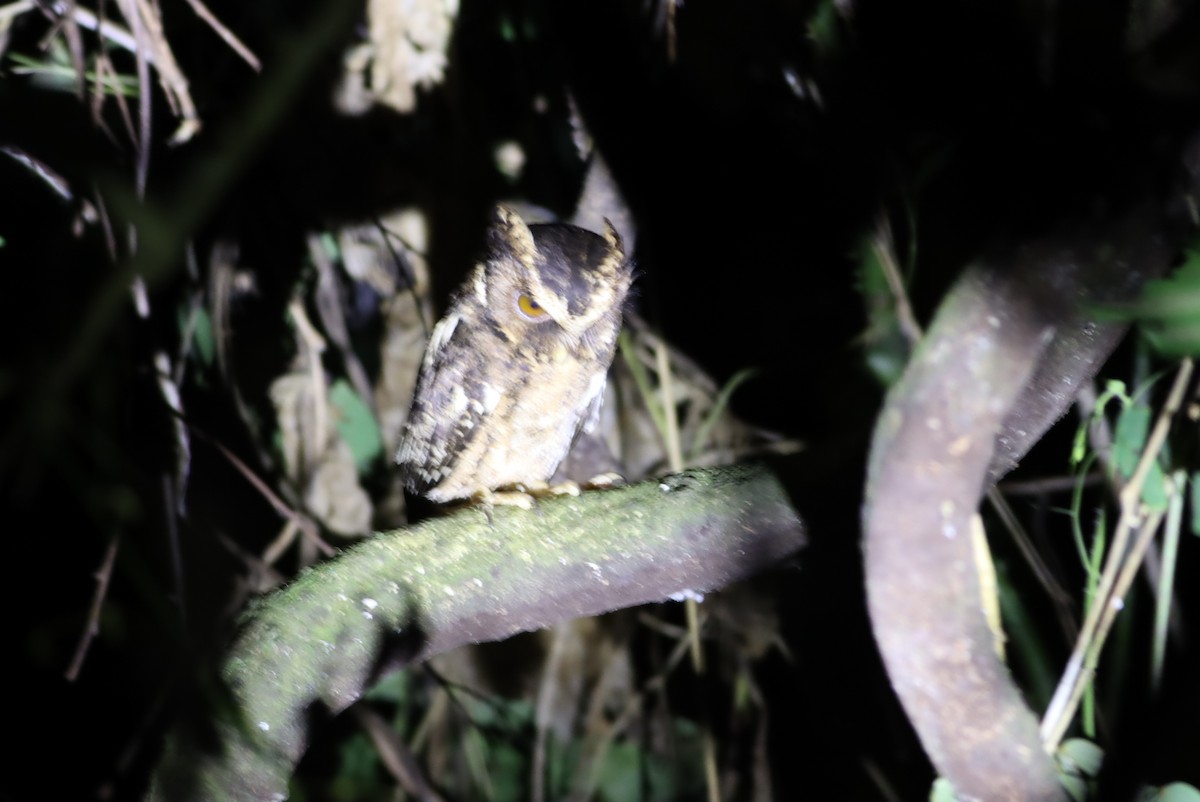 Palawan Scops-Owl - Thomas Plath