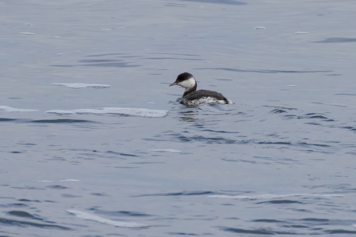 Horned Grebe - ML612902248