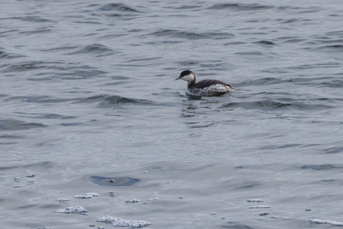 Horned Grebe - ML612902249