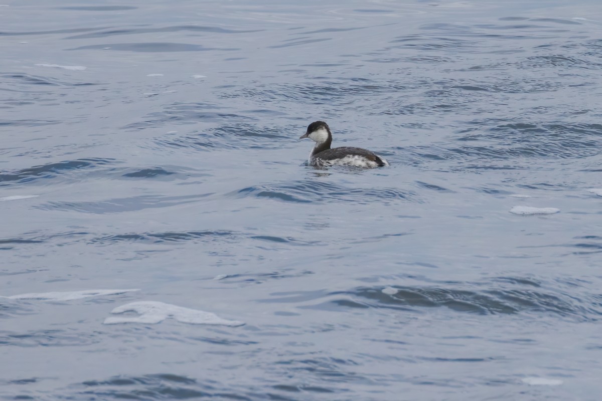 Horned Grebe - ML612902250