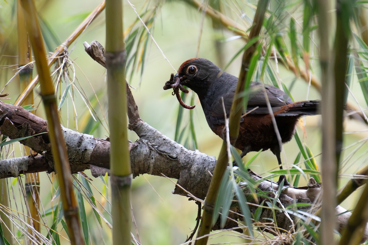 Black-throated Huet-huet - ML612902308